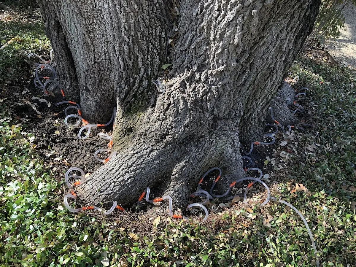 Detailed Tree Cabling and Bracing job site in Tahlequah