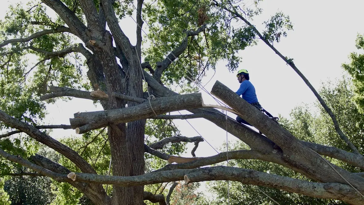 Professional Hazardous Tree Removal performed by certified arborists in Tahlequah