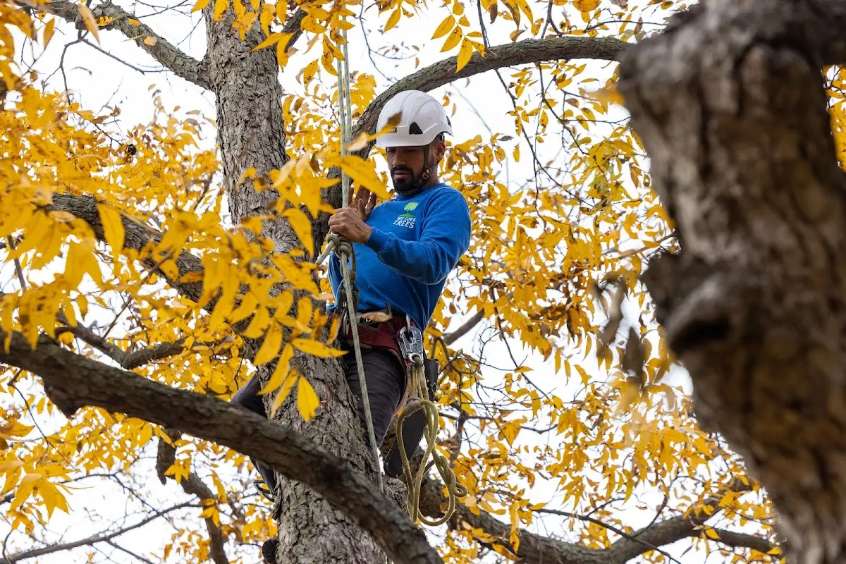 Skilled Tree Planing crew working in Tahlequah
